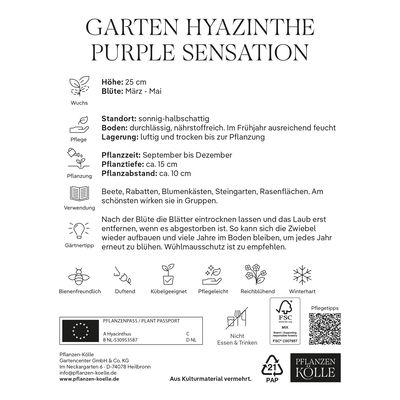 Garten-Hyazinthen 'Purple Sensation', pink, 5 Blumenzwiebeln