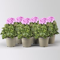 Edelgeranie Bella Donna® 'Don Sergio®', flieder, Topf-Ø 12 cm, 6 Pflanzen