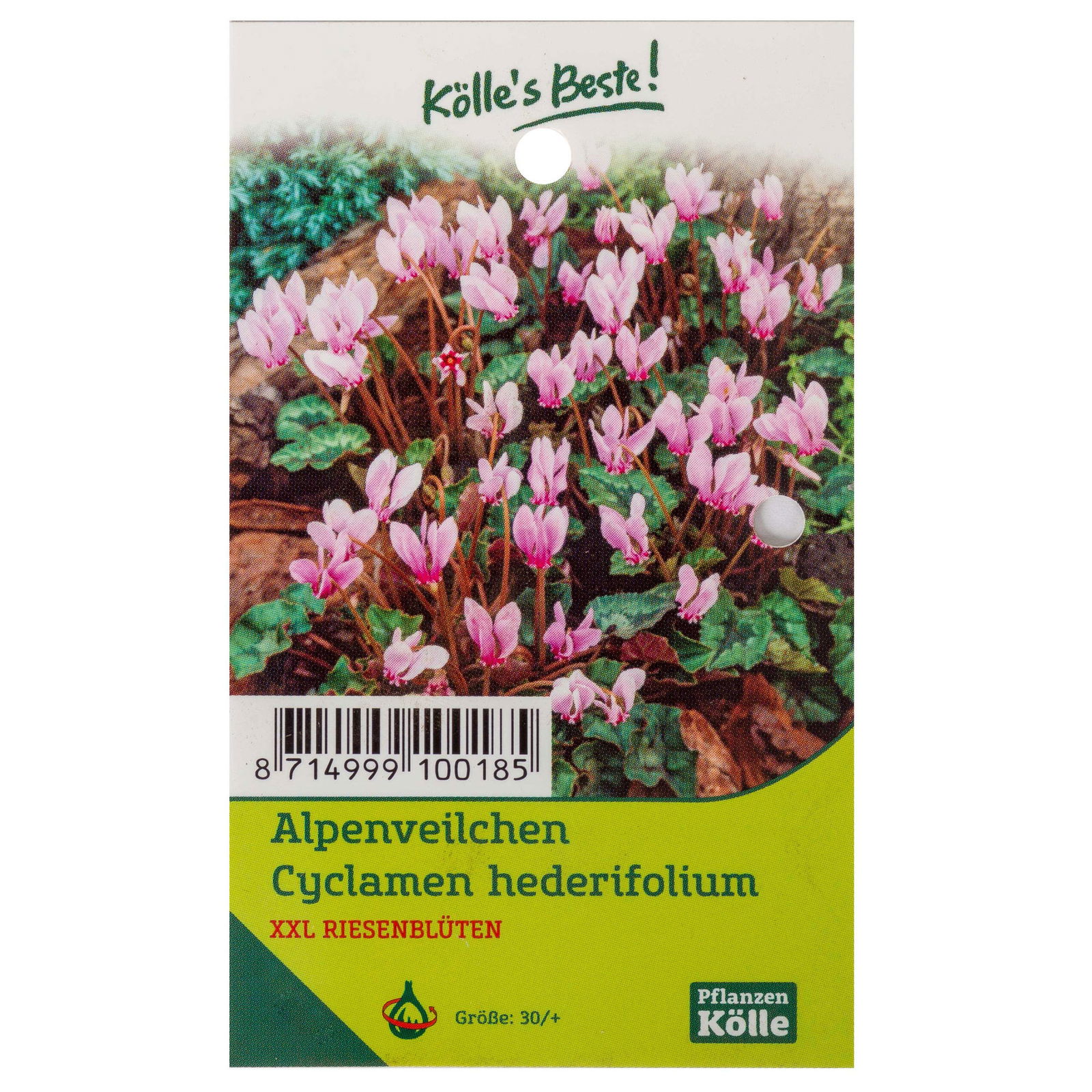 Cyclamen Hederifolium rosa, 1 Blumenzwiebel