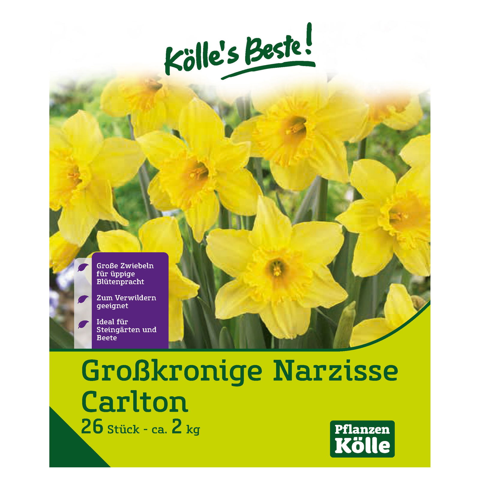 Großpackung Großkronige Narzissen Carlton gelb, 2 kg