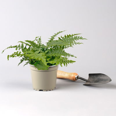 Freilandfarne Mix, Sorte zufällig, Topf-Ø 12 cm, 6er-Set Freilandfarne Mix, Sorte zufällig, Topf-Ø 12 cm, 6er-Set