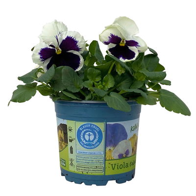 Stiefmütterchen, weiß, Sorte zufällig, Topf-Ø 13 cm, 6 Pflanzen