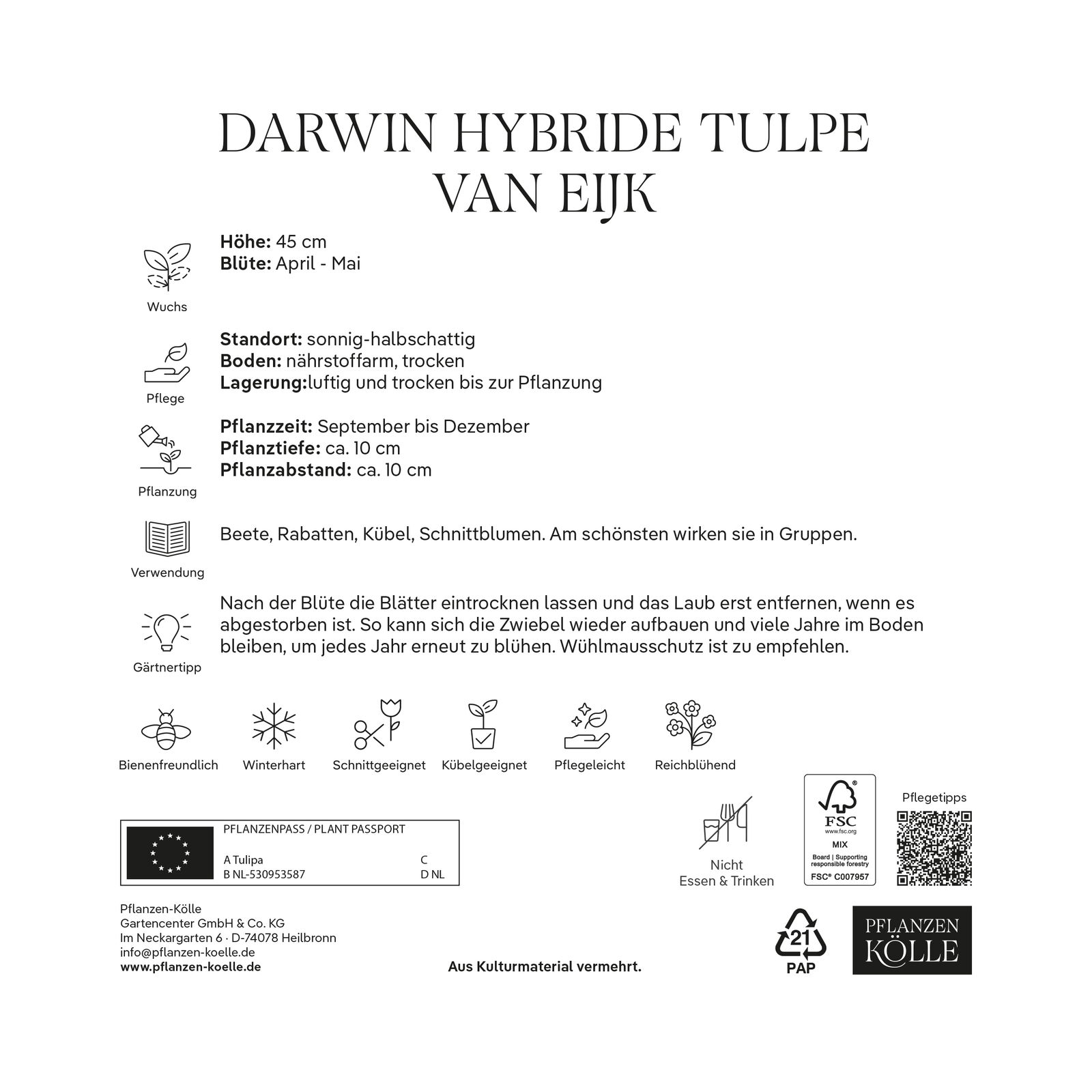 XXL Darwin Hybride Tulpen 'Van Eijk', rot, rosa, Größe 14/+, 7 Blumenzwiebeln