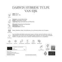 XXL Darwin Hybride Tulpen 'Van Eijk', rot, rosa, Größe 14/+, 7 Blumenzwiebeln
