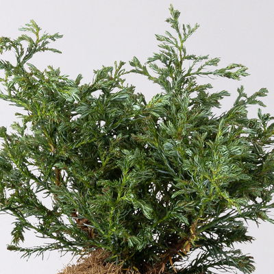 Kleine Silberzypresse 'Boulevard', Topf-Ø 13 cm, 6 Pflanzen Kleine Silberzypresse 'Boulevard', Topf-Ø 13 cm, 6 Pflanzen