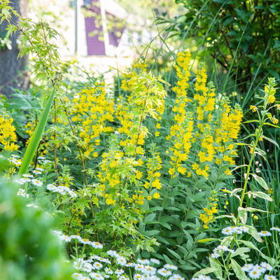 Bio Goldfelberich, gelb, Topf 11x11 cm, 3 Pflanzen