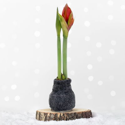 Amaryllis in Wachs, Dekor 'Pulli Cozy Teddy', Farbe zufällig, Blüte rot