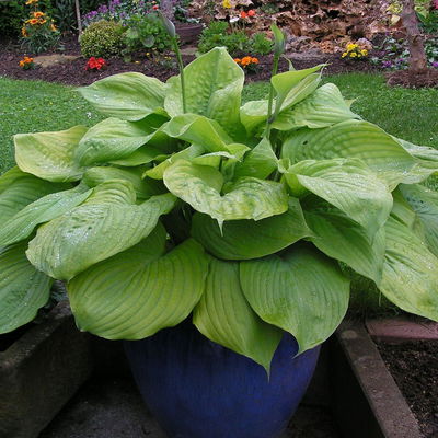 Bio Funkien 'Sum and Substance' hellviolett, Topf 11x11 cm, 3 Pflanzen Bio Funkien 'Sum and Substance' hellviolett, Topf 11x11 cm, 3 Pflanzen