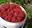 Himbeeren