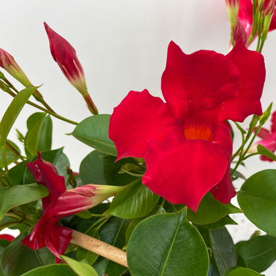 Dipladenie, rot, Doppelbogen, Topf-Ø 14 cm, Höhe ca. 40 cm, 2 Pflanzen