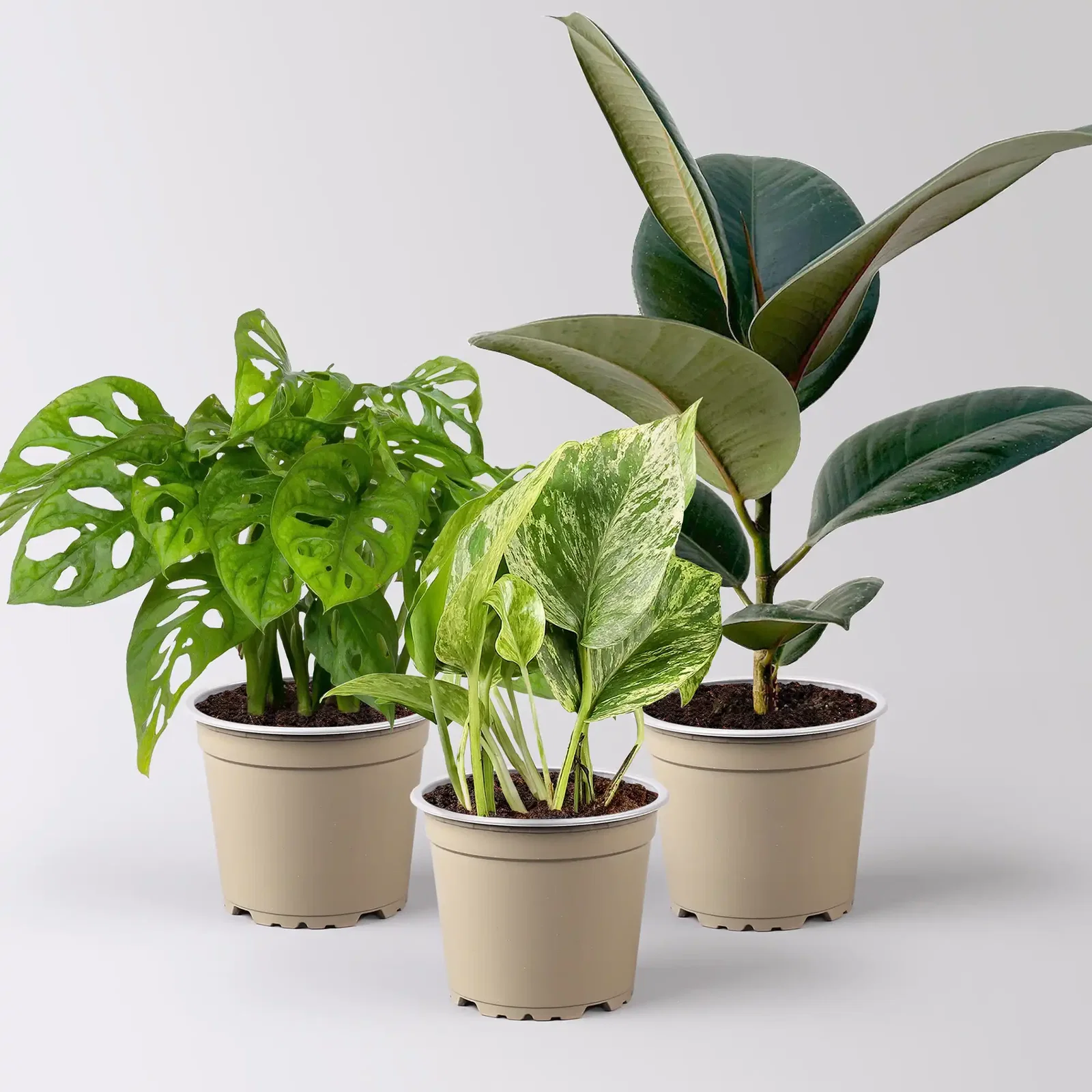 Zimmerpflanzen-Set