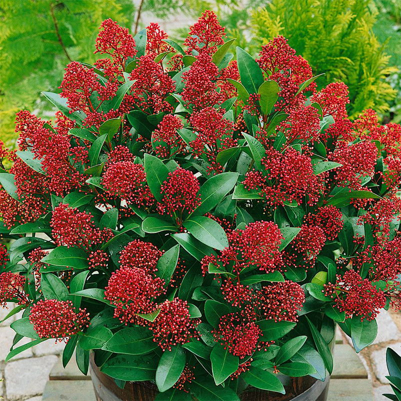 Kölle Blütenskimmie ‘Rubella’, Skimmia japonica, rot, 2er Set, Topf 17 cm Ø