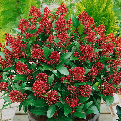 Blütenskimmie ‘Rubella’, Skimmia japonica, rot, 2er Set, Topf 13 cm Ø Blütenskimmie ‘Rubella’, Skimmia japonica, rot, 2er Set, Topf 13 cm Ø