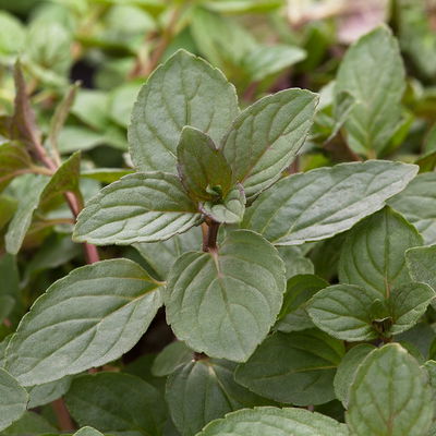 Bio Kräuter-Set 'Heiß & Kalt', 5 Pflanzen, Topf-Ø 12cm Bio Kräuter-Set 'Heiß & Kalt', 5 Pflanzen, Topf-Ø 12cm