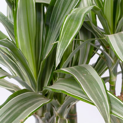 Duftender Drachenbaum 'Warneckii', Topf-Ø 21 cm, Höhe ca. 115 cm