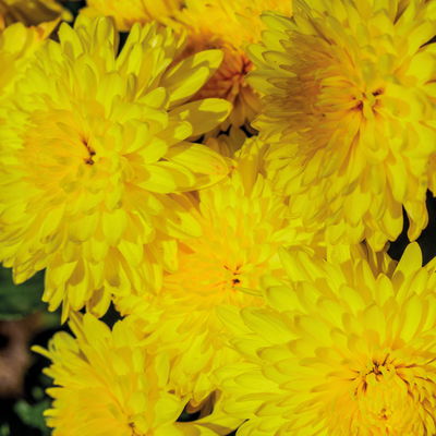 Bio Winteraster gelb, Topf 11x11 cm, 3 Pflanzen Bio Winteraster gelb, Topf 11x11 cm, 3 Pflanzen