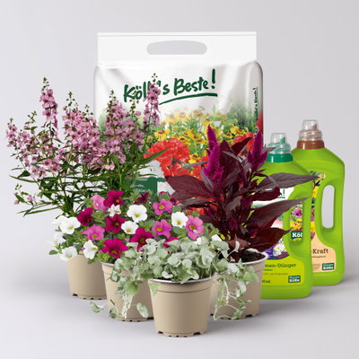 Pflanzenkreation Sommerromantik, klein, 4 Pflanzen inkl. Erde und Dünger Pflanzenkreation Sommerromantik, klein, 4 Pflanzen inkl. Erde und Dünger
