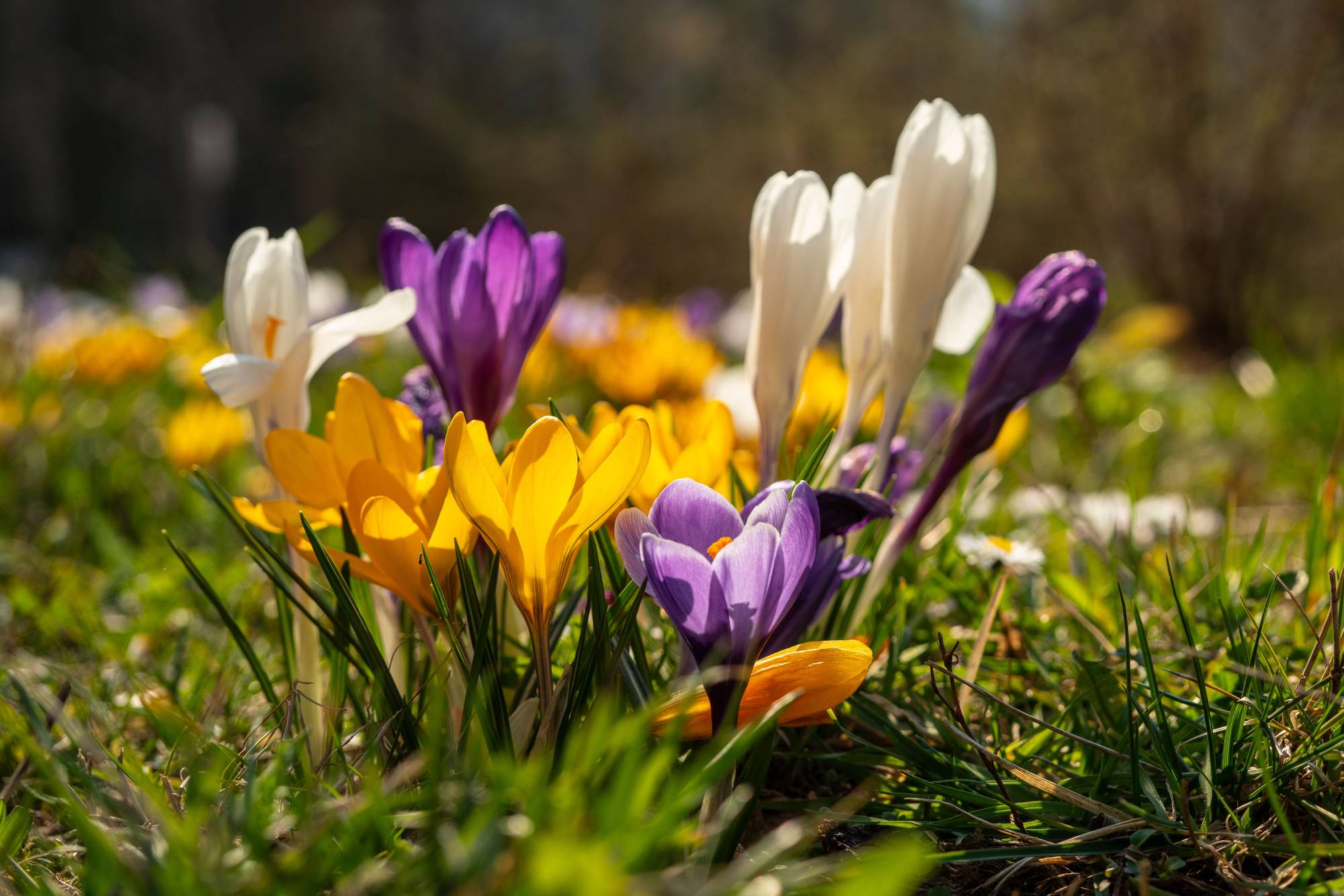 Krokus Krokus