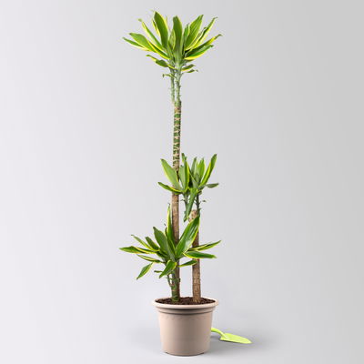 Duftender Drachenbaum 'Gold Dream', Topf-Ø 24 cm, Höhe ca. 140 cm Duftender Drachenbaum 'Gold Dream', Topf-Ø 24 cm, Höhe ca. 140 cm