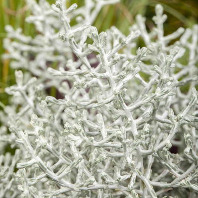 Calocephalus 'XXL', grau-silber, Topf/Schale-Ø 23 cm, 2 Pflanzen