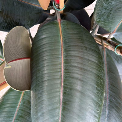 Gummibaum 'Abidjan', Topf-Ø 27 cm, Höhe ca. 90 cm