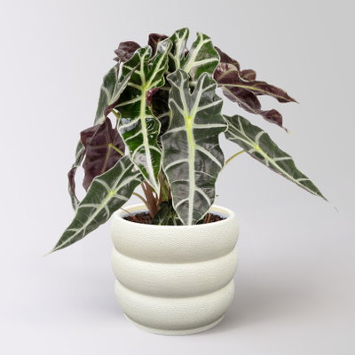 Alocasia 'Polly', in Keramiktopf Byron, Topf-Ø 17 cm, Höhe ca. 45 cm Alocasia 'Polly', in Keramiktopf Byron, Topf-Ø 17 cm, Höhe ca. 45 cm