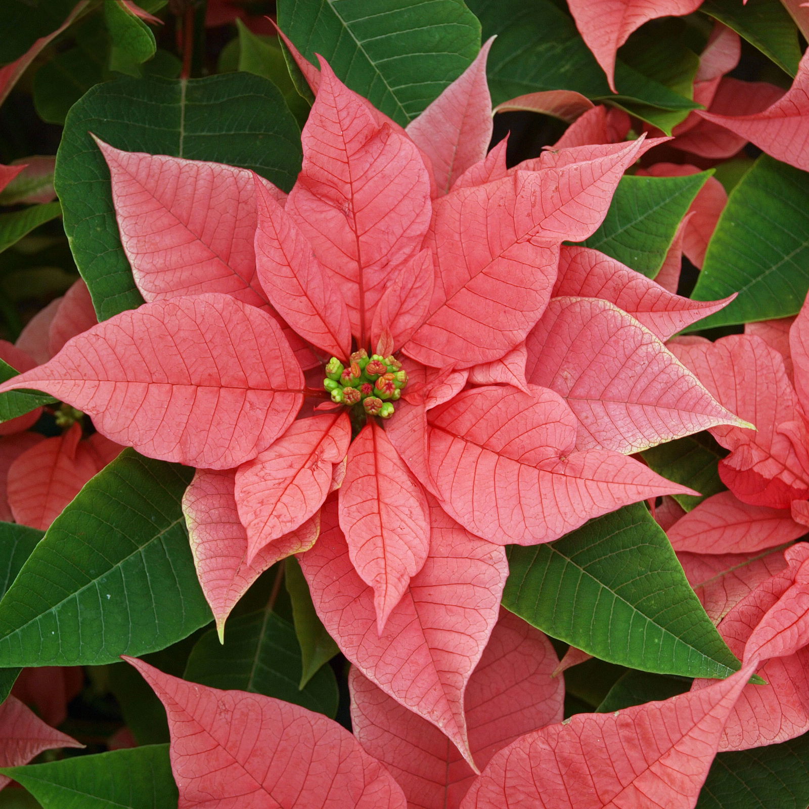 Weihnachtsstern rosa, Topf-Ø 12/13 cm, 3er-Set