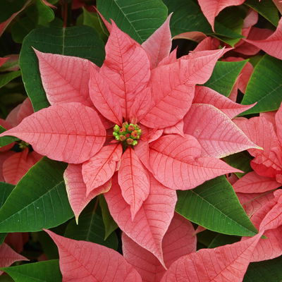 Bio Weihnachtsstern, rosa, Topf-Ø 12 cm, 3 Pflanzen Bio Weihnachtsstern, rosa, Topf-Ø 12 cm, 3 Pflanzen