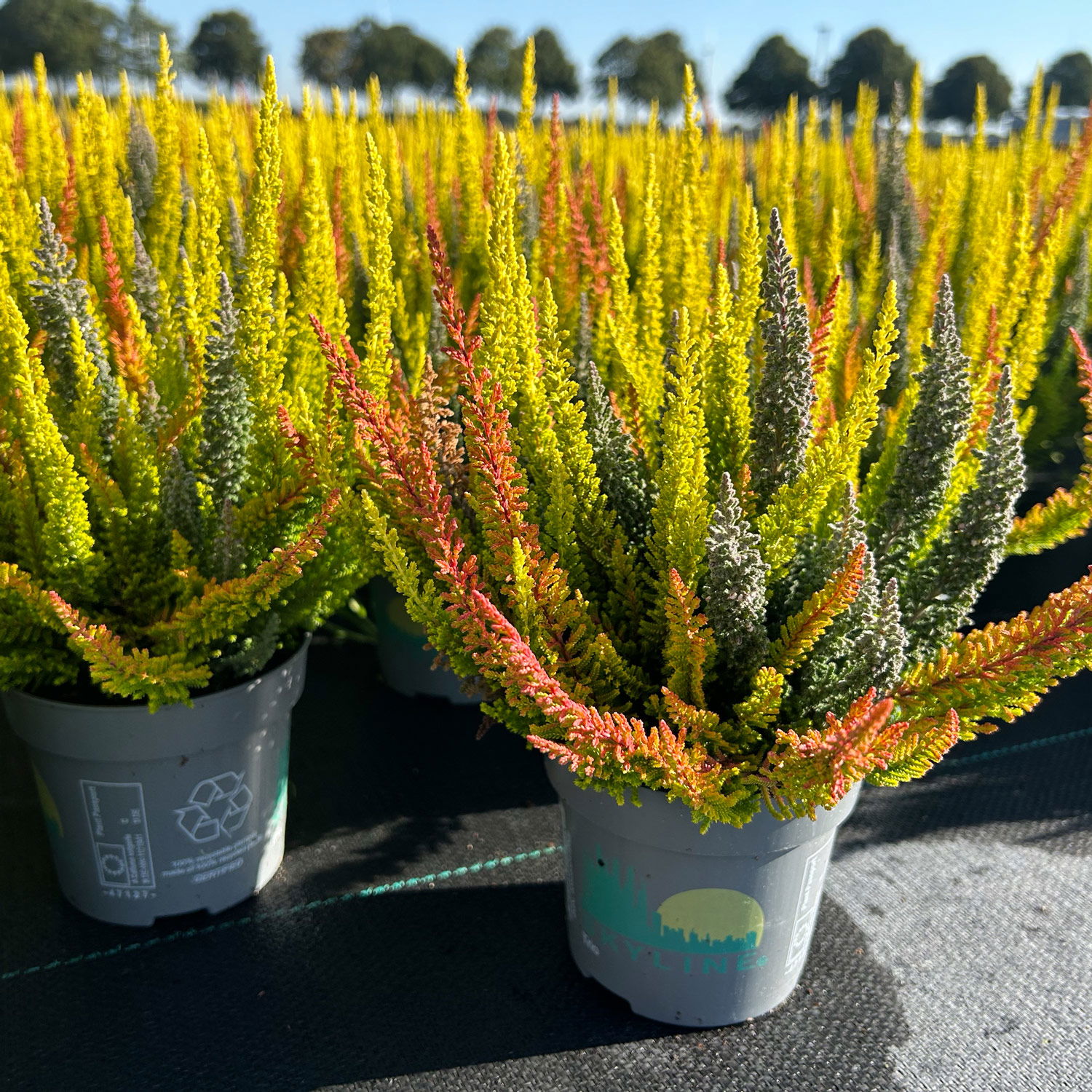 Calluna 'SKYLINE® Trio', gelb-orange-grau, Topf-Ø 11 cm, 6 Pflanzen