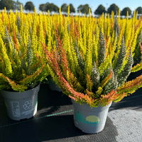 Calluna 'SKYLINE® Trio', gelb-orange-grau, Topf-Ø 11 cm, 6 Pflanzen
