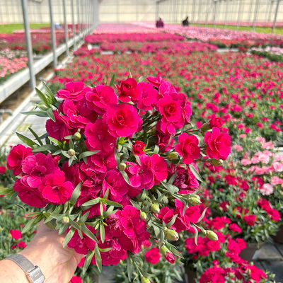 Nelke 'Oscar®', Farbe zufällig, Topf-Ø 14 cm, 4 Pflanzen