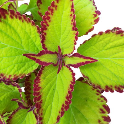 Buntnessel 'Velvet', hellgrün-dunkelrot, Topf-Ø 12 cm, 6 Pflanzen
