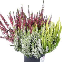 Knospenheide 'Trio', mehrfarbig, Farben zufällig, Topf-Ø 12/13 cm, 6 Pflanzen