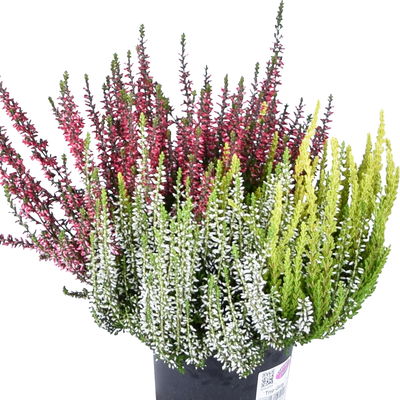 Knospenheide 'Trio', mehrfarbig, Farben zufällig, Topf-Ø 12/13 cm, 6 Pflanzen Knospenheide 'Trio', mehrfarbig, Farben zufällig, Topf-Ø 12/13 cm, 6 Pflanzen