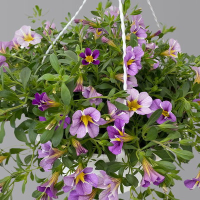 Zauberglöckchen, blau gesternt, Ampeltopf-Ø 27 cm