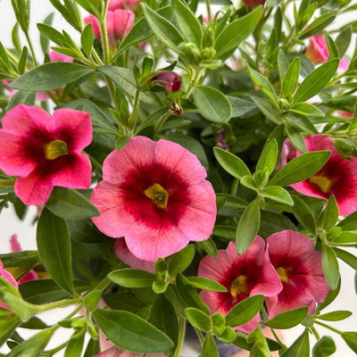 Zauberglöckchen 'Tiki Strawberry' pink, dunkler Schlund, Topf-Ø 13 cm, 6Pflanzen