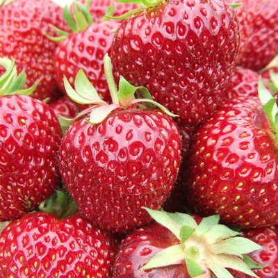 Bio Aroma-Erdbeere (Hummi® Meraldo), öftertragend, Topf 11x11 cm, 3 Pflanzen