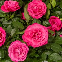 Rose Patio, pink, Topf-Ø 13 cm, 6er-Set