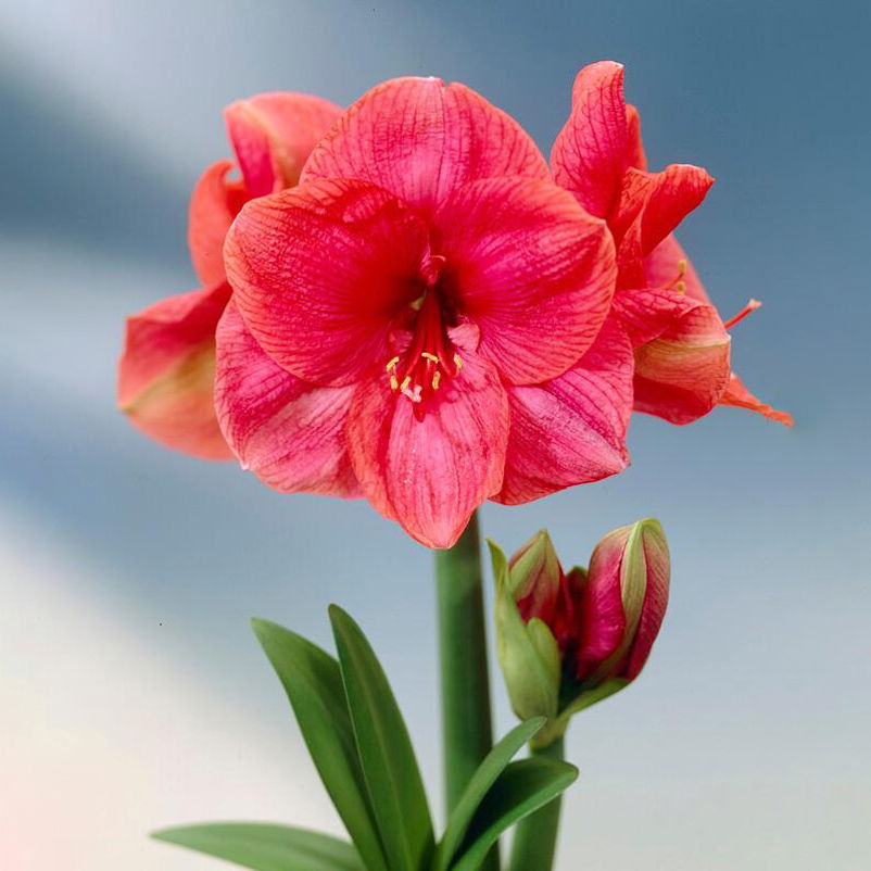 Gewachste XL-Amaryllis- Zwiebel, pinke Blüte, Dekor 'Superior Pink'