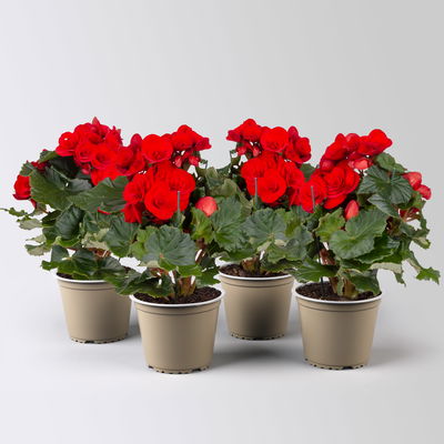 Elatior-Begonie, rot, Topf-Ø 14 cm, Höhe ca. 20-27 cm, 4 Pflanzen