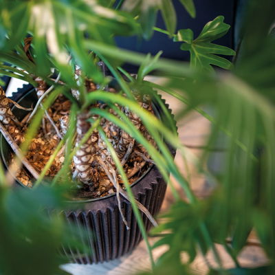 Capi Europe Pflanzgefäß 'Groove', schwarz, ca. Ø 54 x H 52 cm Capi Europe Pflanzgefäß 'Groove', schwarz, ca. Ø 54 x H 52 cm