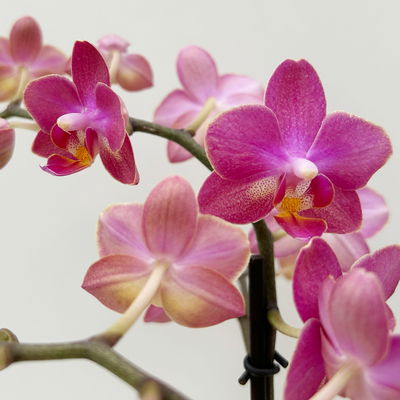 Duft Phalaenopsis 'Floral' lila/pink, Topf-Ø12 cm, im Übertopf mit Grußkarte