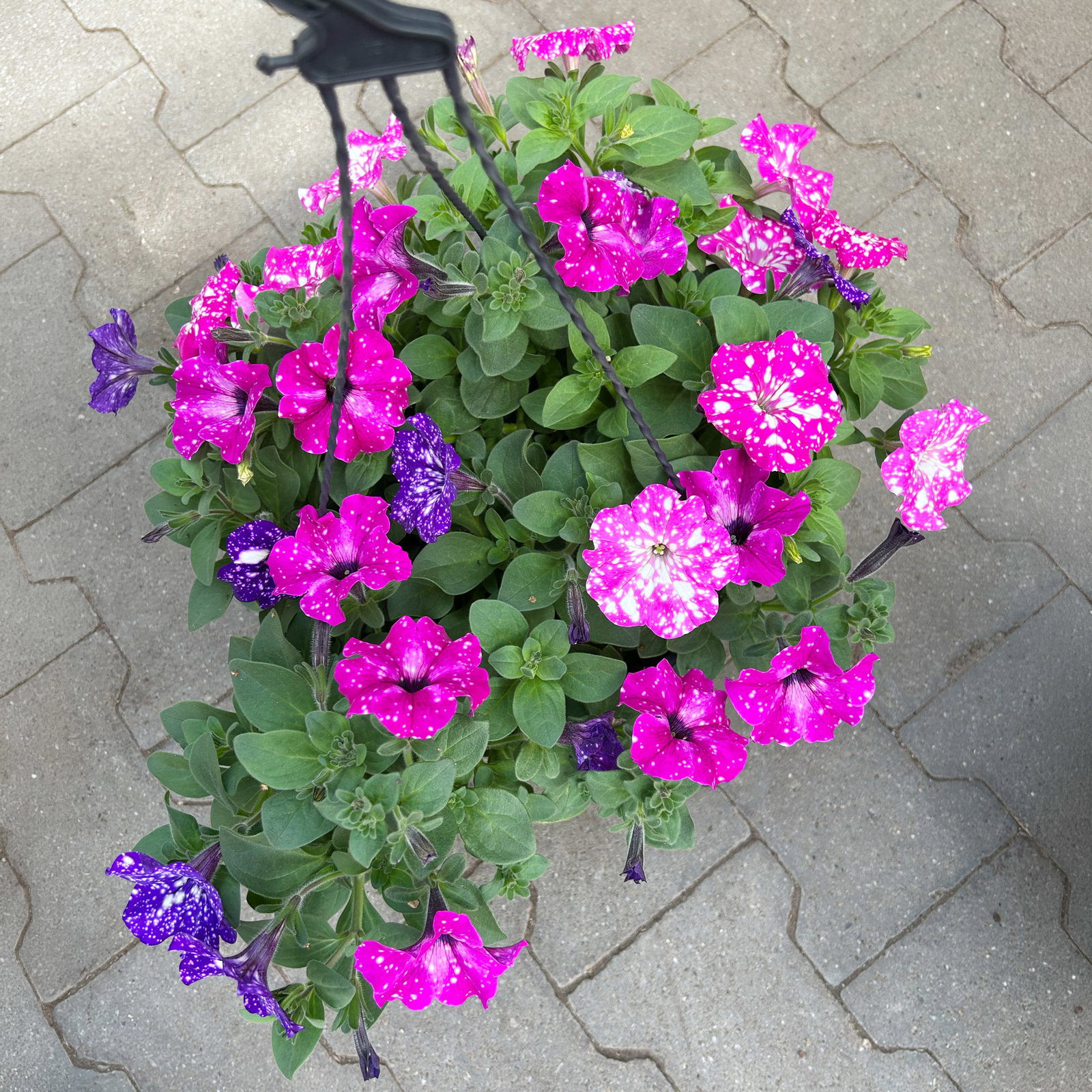 Hänge-Petunien 'Trio', gesprenkelt,  Ampeltopf-Ø 27 cm