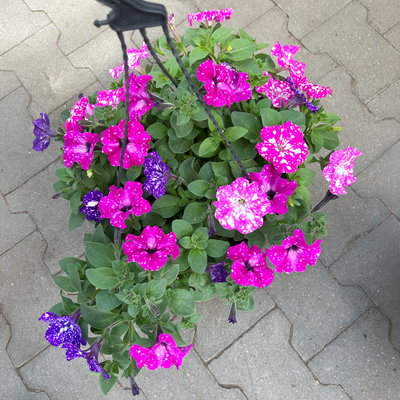 Hänge-Petunien 'Trio', gesprenkelt,  Ampeltopf-Ø 27 cm