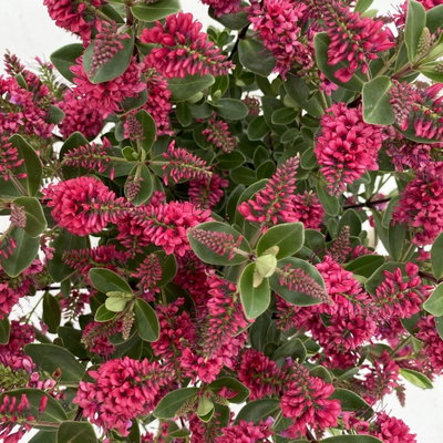 Hebe 'All Blooms®', Farbe zufällig, Topf-Ø 17 cm