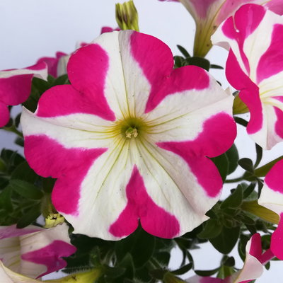 Petunie 'Amore® Pink Hearts' pink-weiß, hängend, Topf-Ø 13 cm, 6 Pflanzen