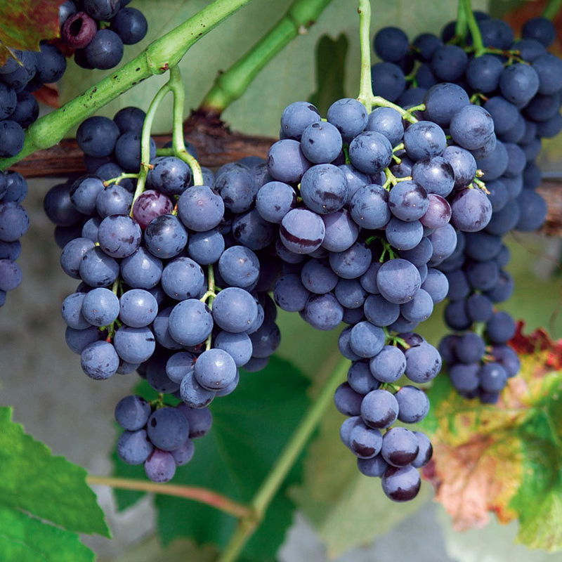 Kernlose Tafeltraube 'Venus®' PflanzenKölle