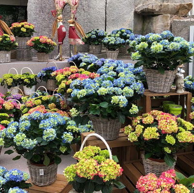 Hortensie 'Early Rosa', Busch, rosa, Topf-Ø 23 cm, Höhe ca. 50 cm Hortensie 'Early Rosa', Busch, rosa, Topf-Ø 23 cm, Höhe ca. 50 cm