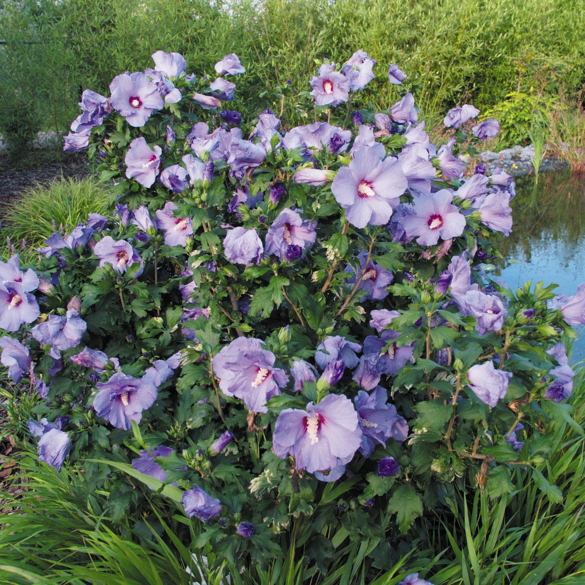 Hibiscus syriacus 'Marina' online kaufen│PflanzenKölle