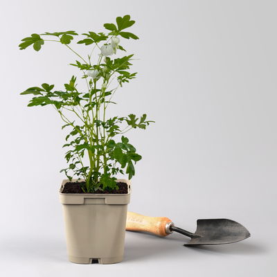 Bio Tränendes Herz 'Alba', weiß, Topf 11x11 cm, 3 Pflanzen